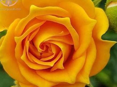 عکس گل رز زرد هلندی