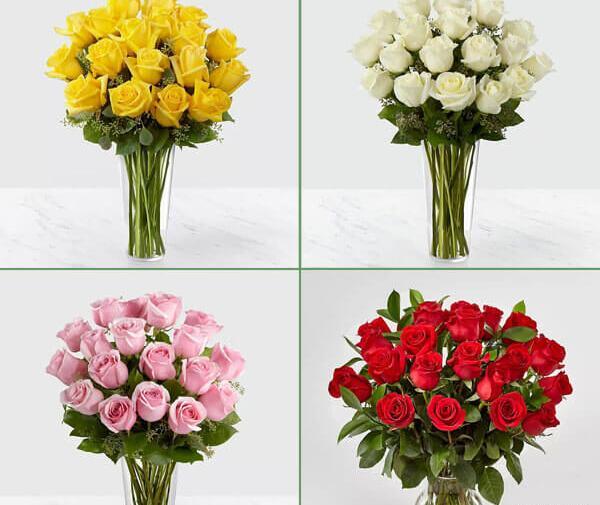 عکس گل رز زرد هلندی