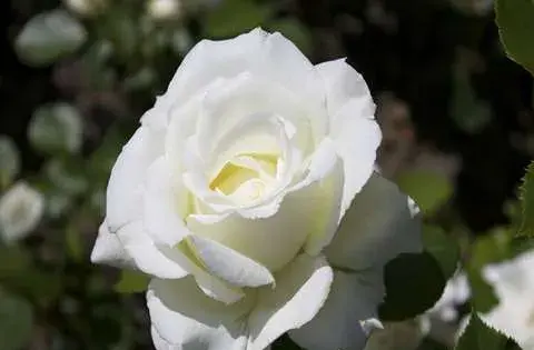 عکس گل رز زرد هلندی