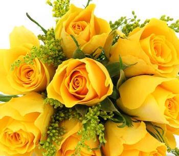 عکس گل رز زرد هلندی