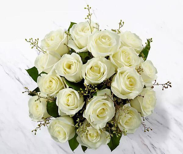 عکس گل رز زرد هلندی