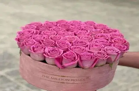 عکس گل رز زرد هلندی
