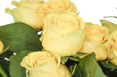 عکس گل رز زرد هلندی
