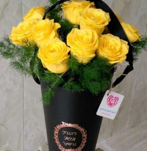 عکس گل رز زرد هلندی