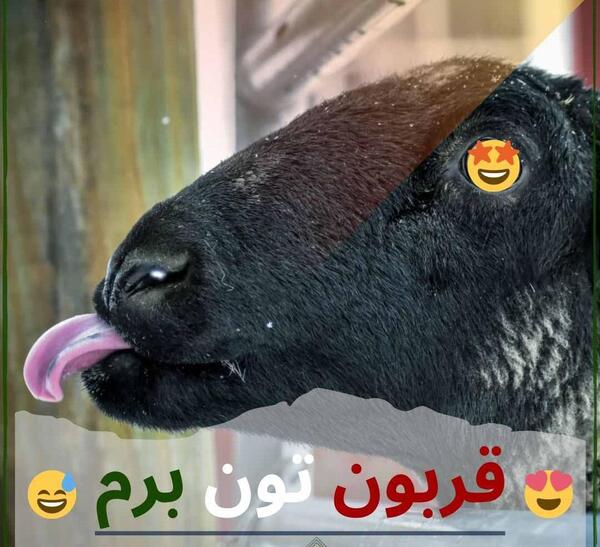 عکس عید مبارک قربان