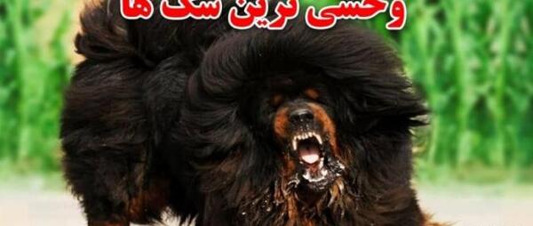 عکس زیبای سگ وحشی