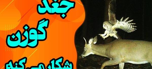 عکس جغد های ترسناک