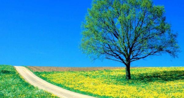 عکس تصویر طبیعت زیبای تابستان