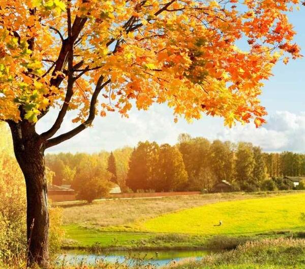 عکس تصویر طبیعت زیبای تابستان