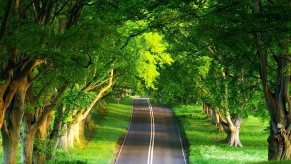 عکس تصویر طبیعت زیبای تابستان