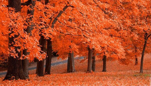 عکس های فصل پاییز برای پروفایل