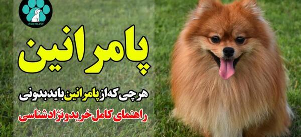 عکس پامرانین فنجونی