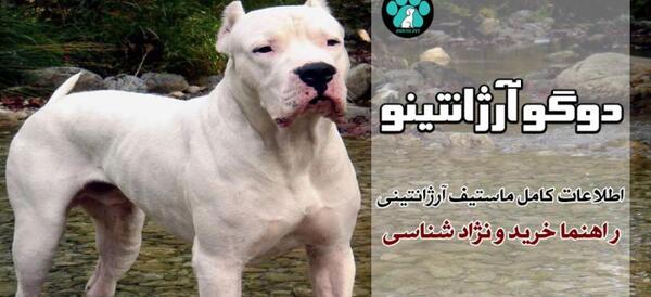 عکس پامرانین فنجونی