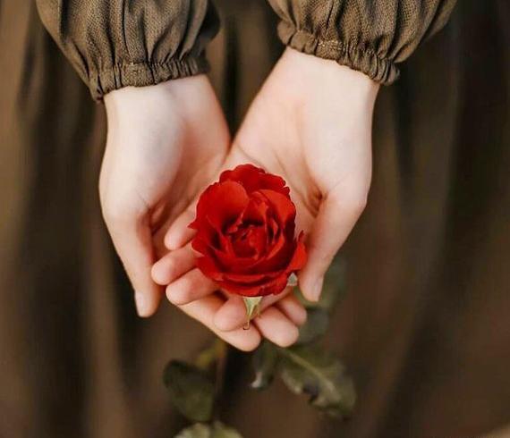 عکس پروفایل زیبا گل رز قرمز