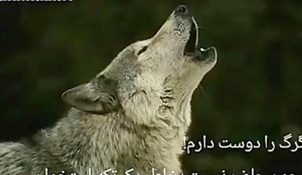 عکس نوزاد حین زایمان