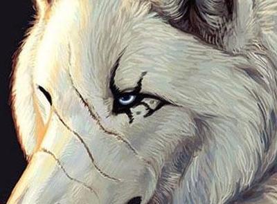 عکس گرگ چشم آبی و قرمز