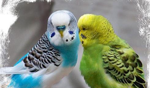 عکس از غذای مرغ عشق