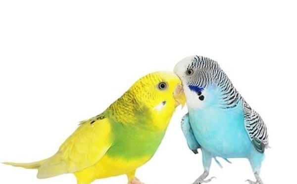 عکس از غذای مرغ عشق