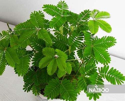 عکس گل قهر