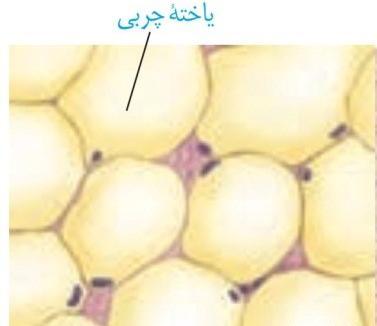 عکس بافت پیوندی سست