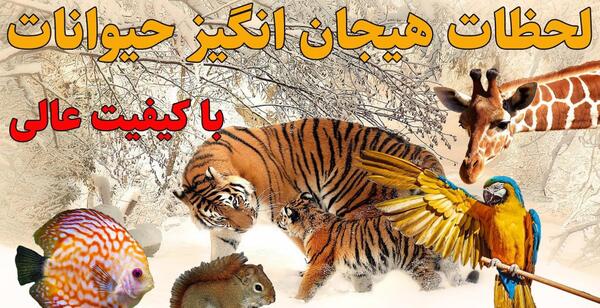 عکس ترسناک ترین پرنده جهان