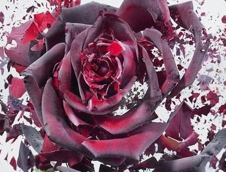 عکس گل یخی برای پروفایل