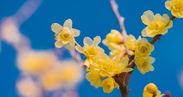عکس گل یخی برای پروفایل