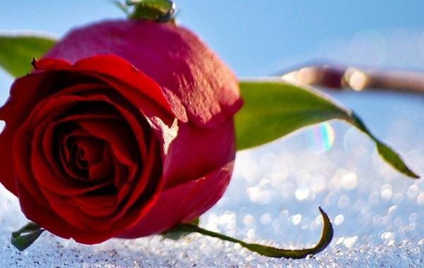 عکس گل یخی برای پروفایل
