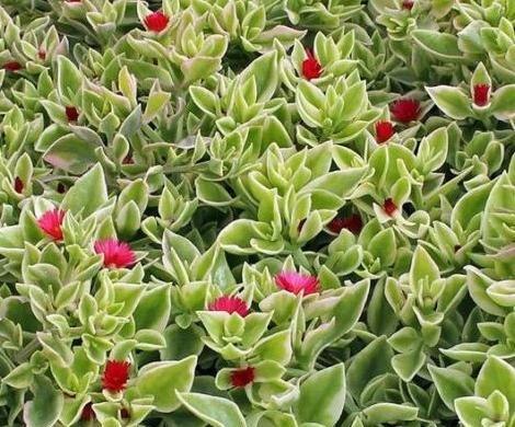 عکس گل یخی برای پروفایل