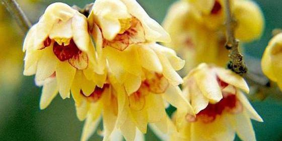 عکس گل یخی برای پروفایل