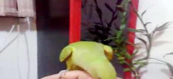 عکس طوطی چینی
