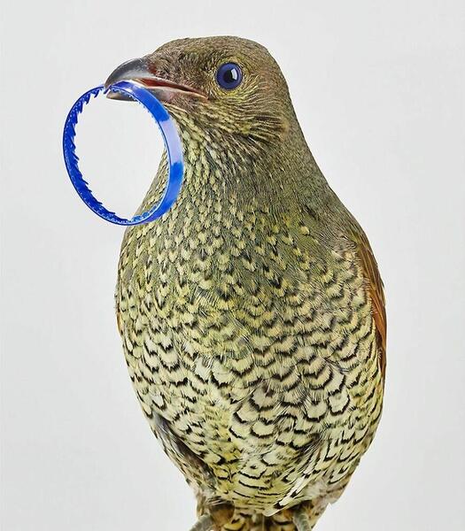 عکس طوطی چینی