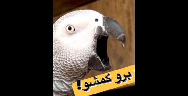عکس طوطی چینی