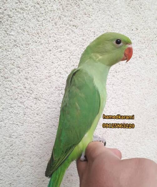 عکس طوطی چینی