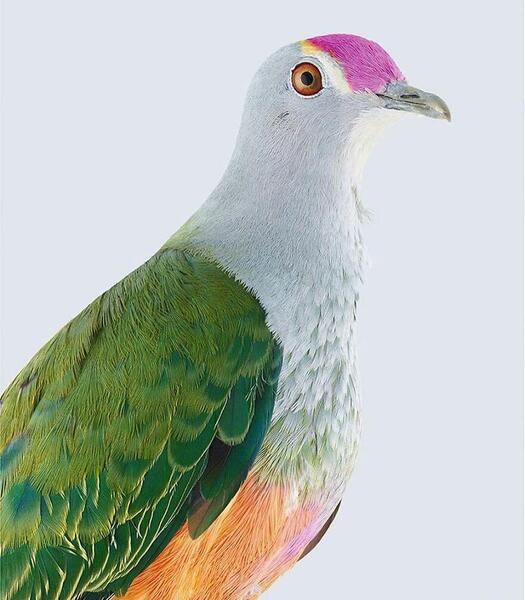 عکس طوطی چینی
