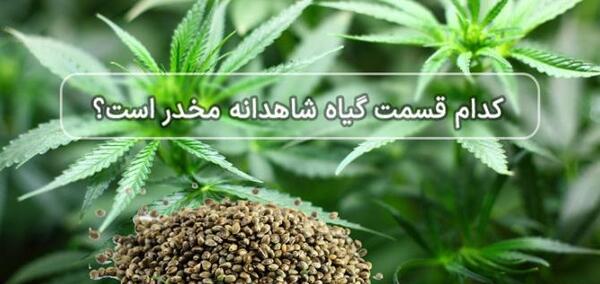 عکس سبزه شاهدانه