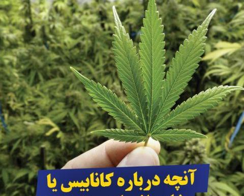 عکس سبزه شاهدانه