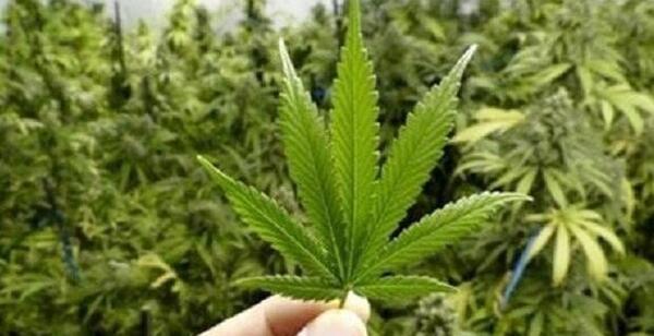 عکس سبزه شاهدانه