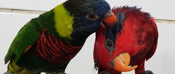عکسهای طوطی لوری