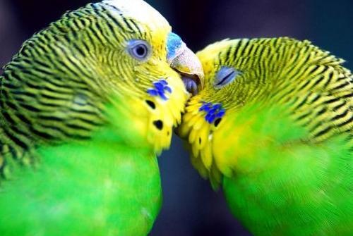 عکسهای طوطی لوری