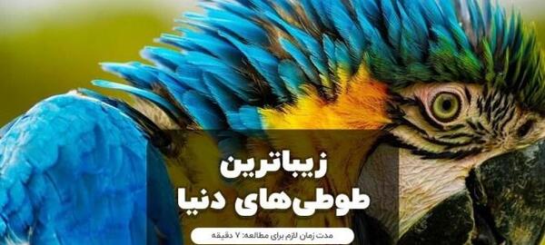 عکسهای طوطی لوری
