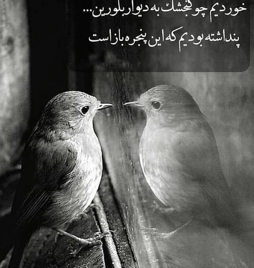 عکس پروفایل عاشقانه پرنده