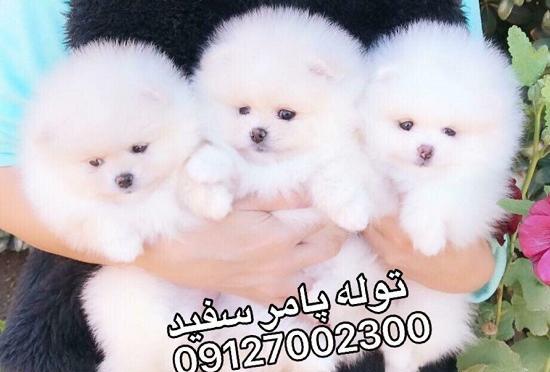 عکس سگ پامرانین سفید پشمالو