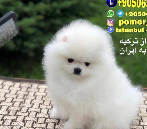 عکس سگ پامرانین سفید پشمالو