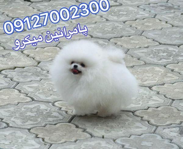 عکس سگ پامرانین سفید پشمالو