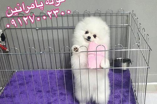 عکس سگ پامرانین سفید پشمالو