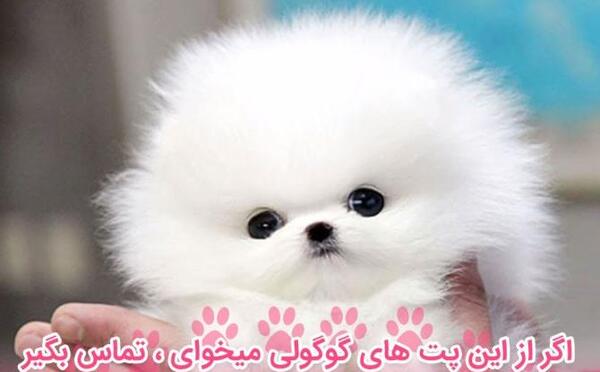 عکس سگ پامرانین سفید پشمالو