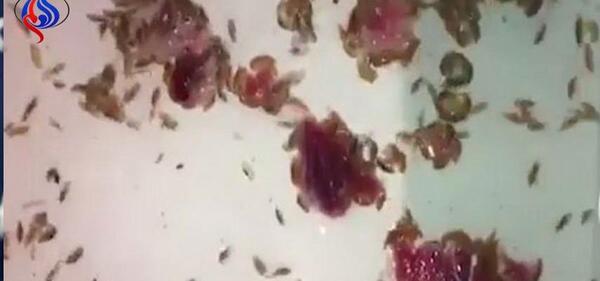 عکس فسیل عنکبوت