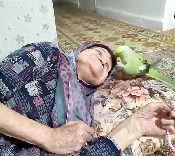 عکس طوطی فیلم طوطی