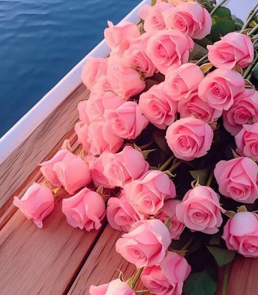عکس گل برای پروفایل دانلود